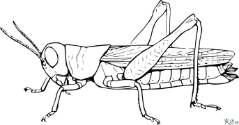 Cricket Ausmalbilder Zum Ausdrucken